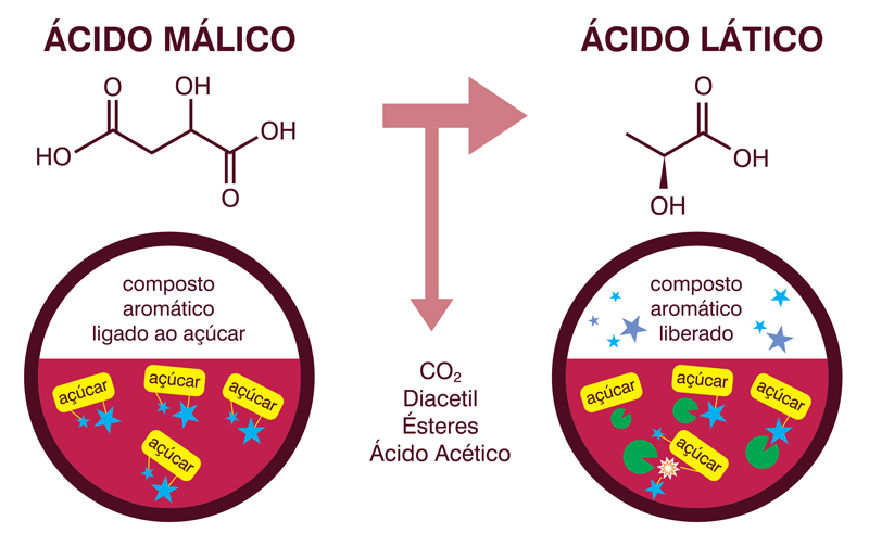 fermentação-bacterias-laticas-no-vinho